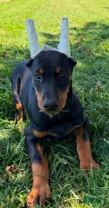 Doberman Pinscher dogs Gorgeous Girl  - Ad 34