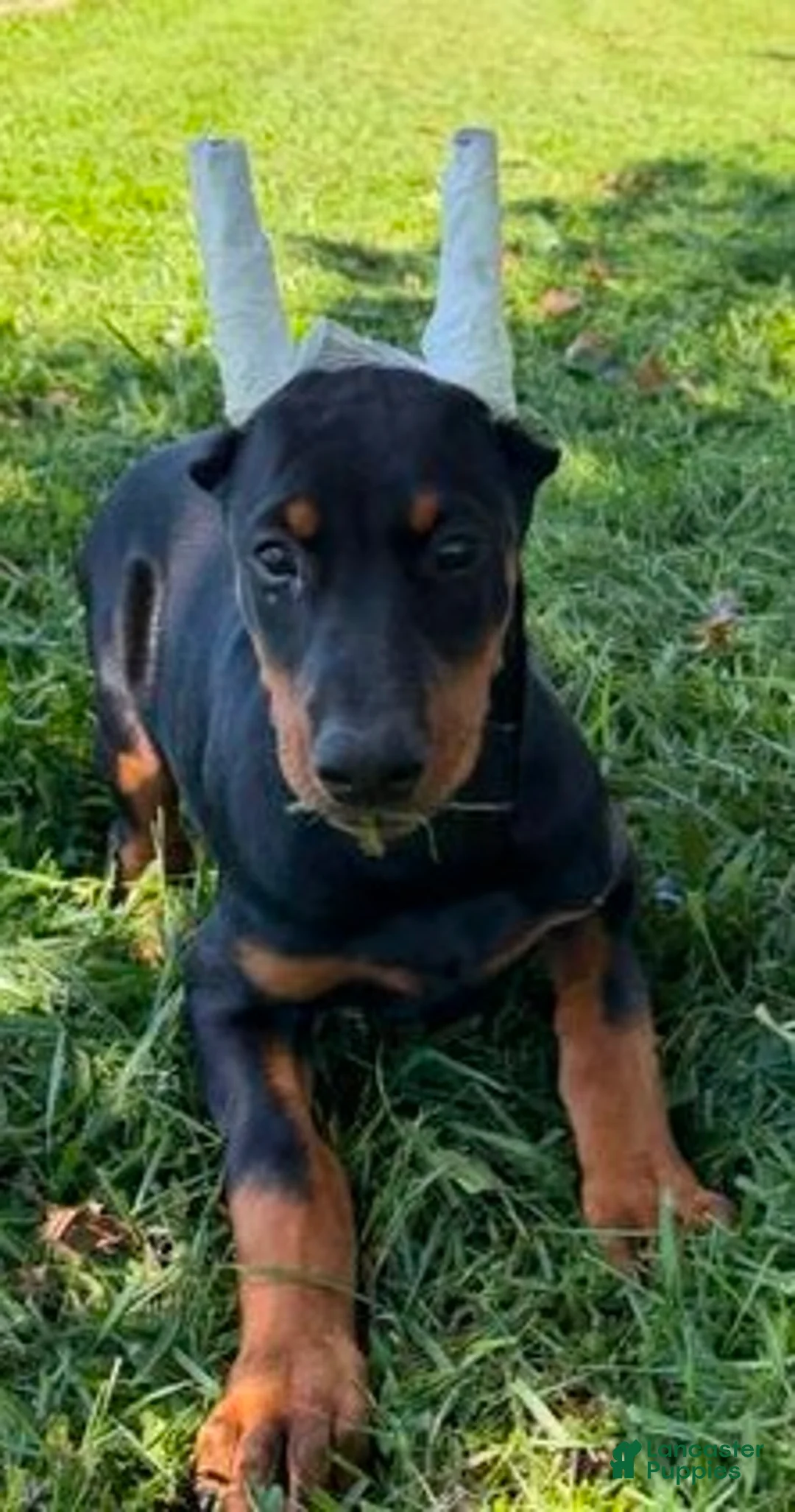 Doberman Pinscher dogs for sale: Gorgeous Girl  - Ad 1
