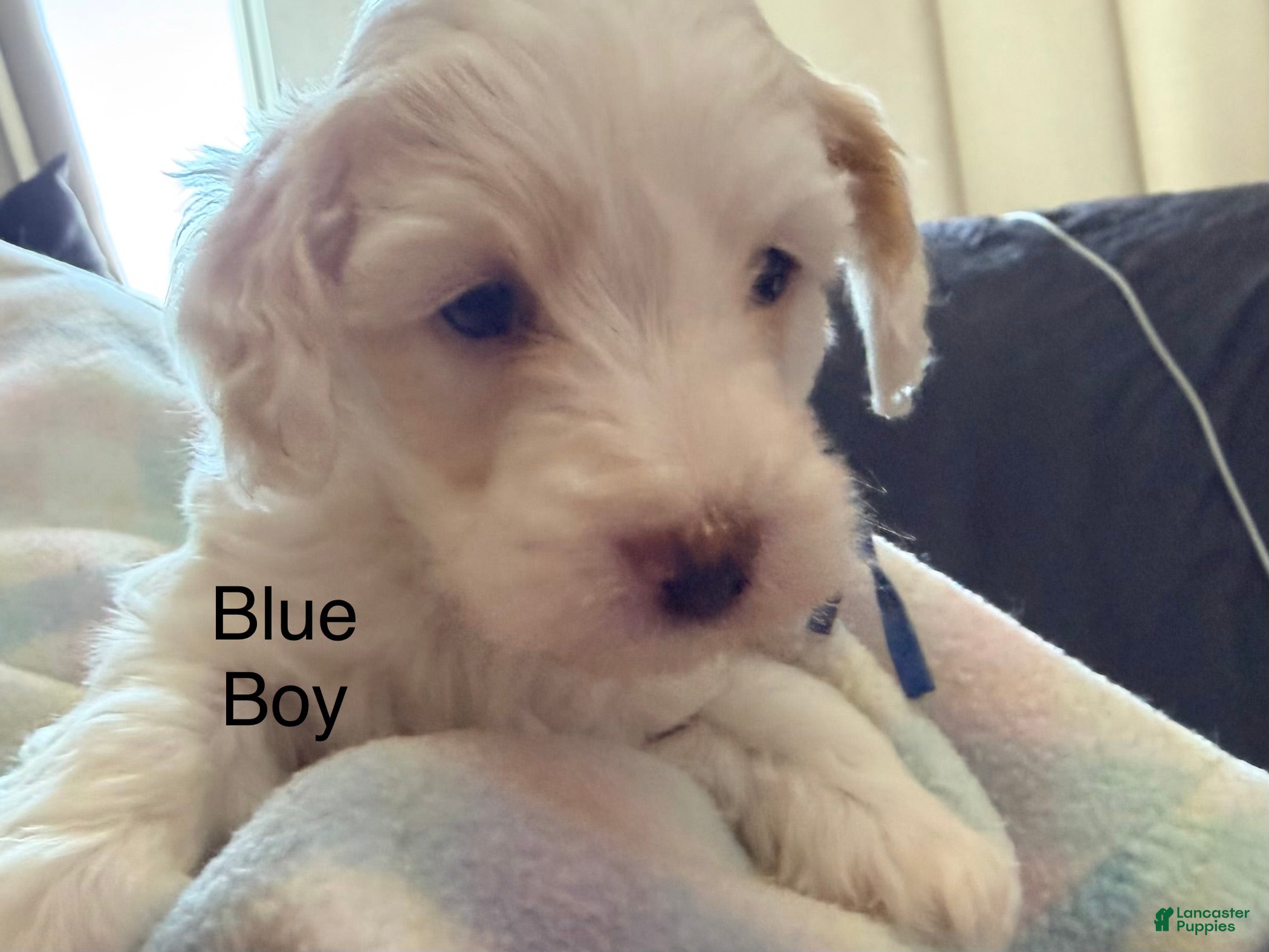 Cockapoo dogs Blue Boy - Ad 8