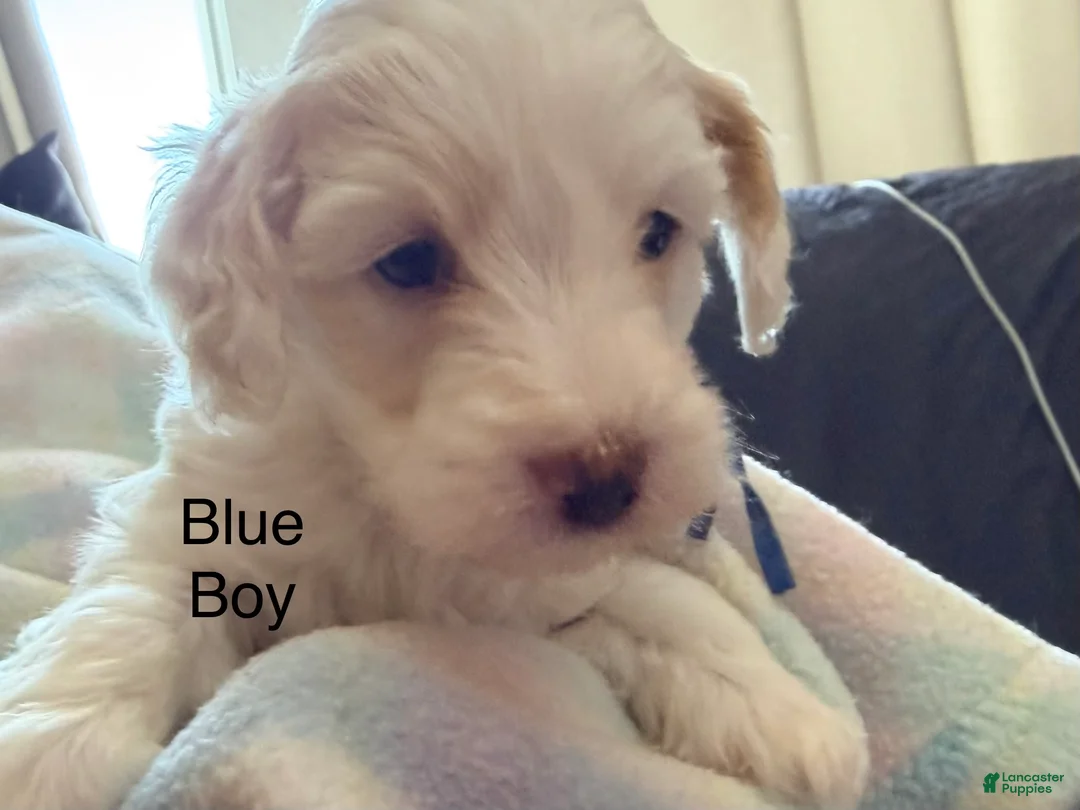 Cockapoo dogs for sale: Blue Boy - Ad 1
