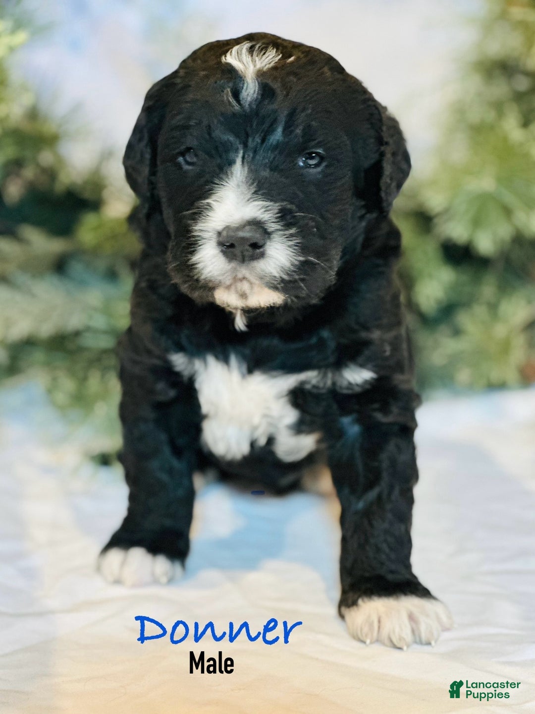 Mixed Breed dogs for sale: Donner (Golden Mountain Doodle) - Ad 3