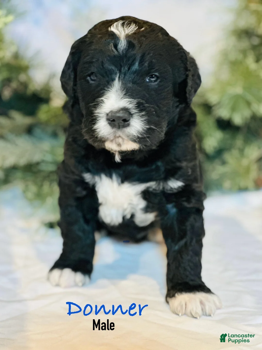 Mixed Breed dogs for sale: Donner (Golden Mountain Doodle) - Ad 3