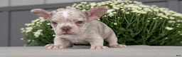 Frenchton dogs for sale: Stella - Ad 2