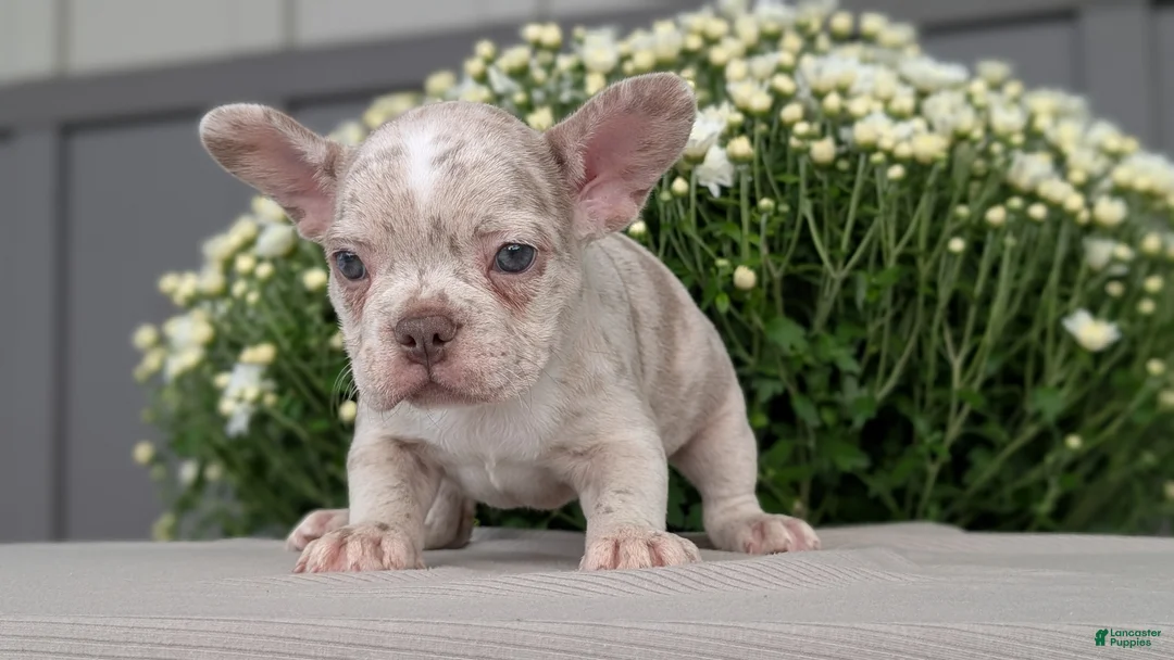 Frenchton dogs for sale: Stella - Ad 2