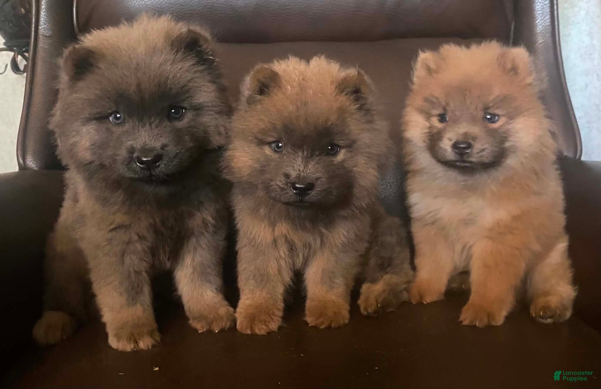 Chow Chow dogs Chow Chow 1 - Ad 1