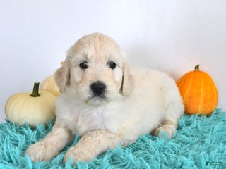 Goldendoodle dogs - Ad 8