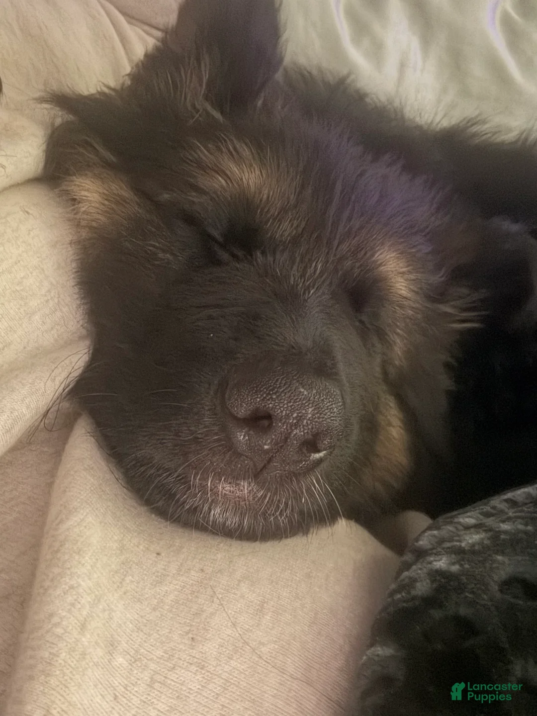 German Shepherd dogs for sale: Meadow - Ad 3