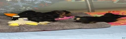Yorkshire Terrier dogs for sale: Pinky - Ad 3