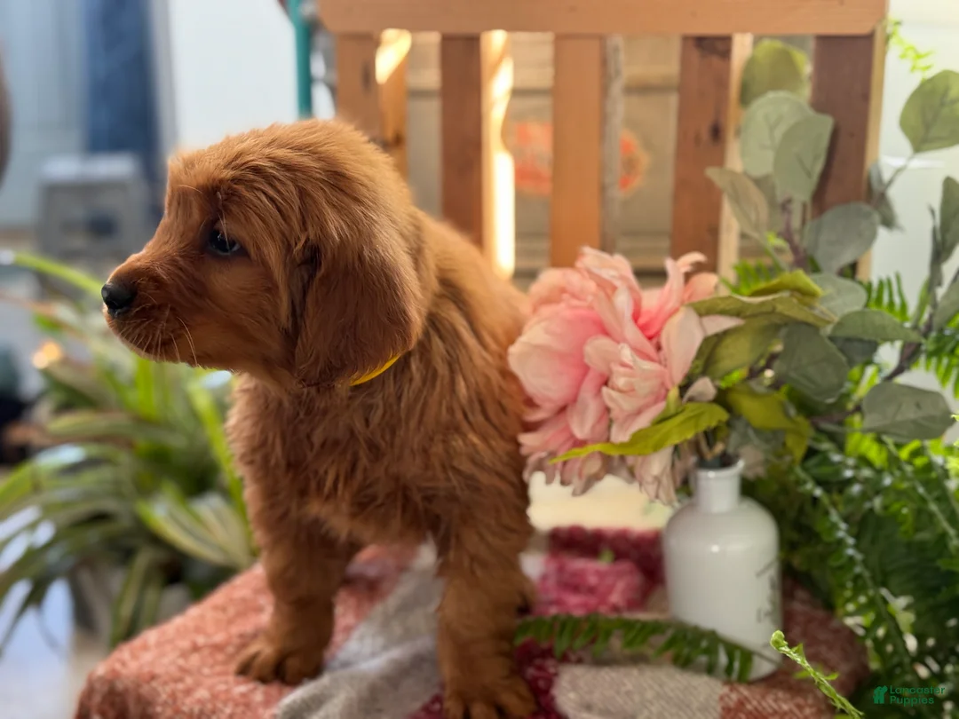 Golden Retriever dogs for sale: Redd - Ad 5