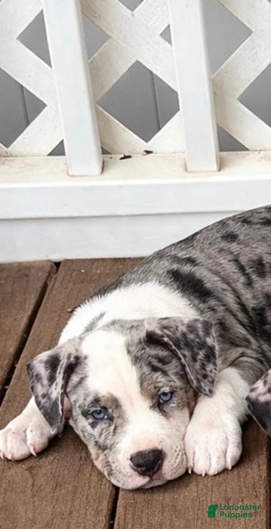 American Bully dogs for sale: Scout - Ad 1