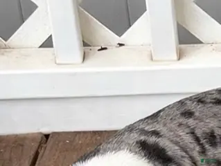 American Bully dogs for sale: Scout - Ad 1