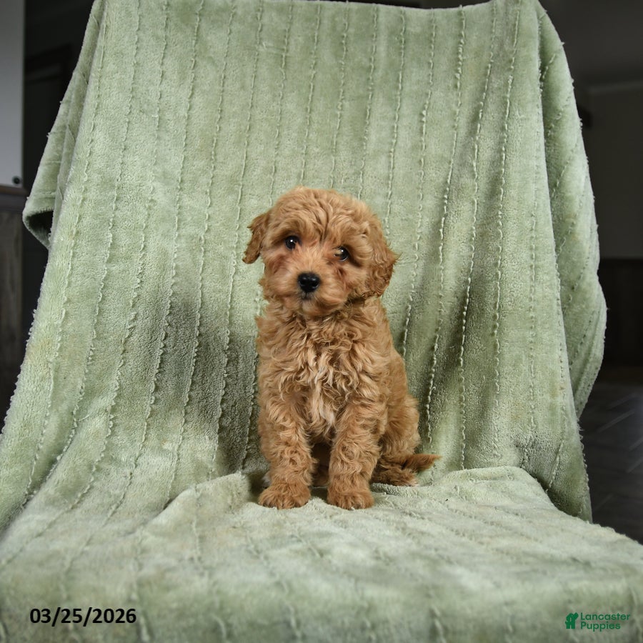 Cockapoo dogs Bluebell  - Ad 1