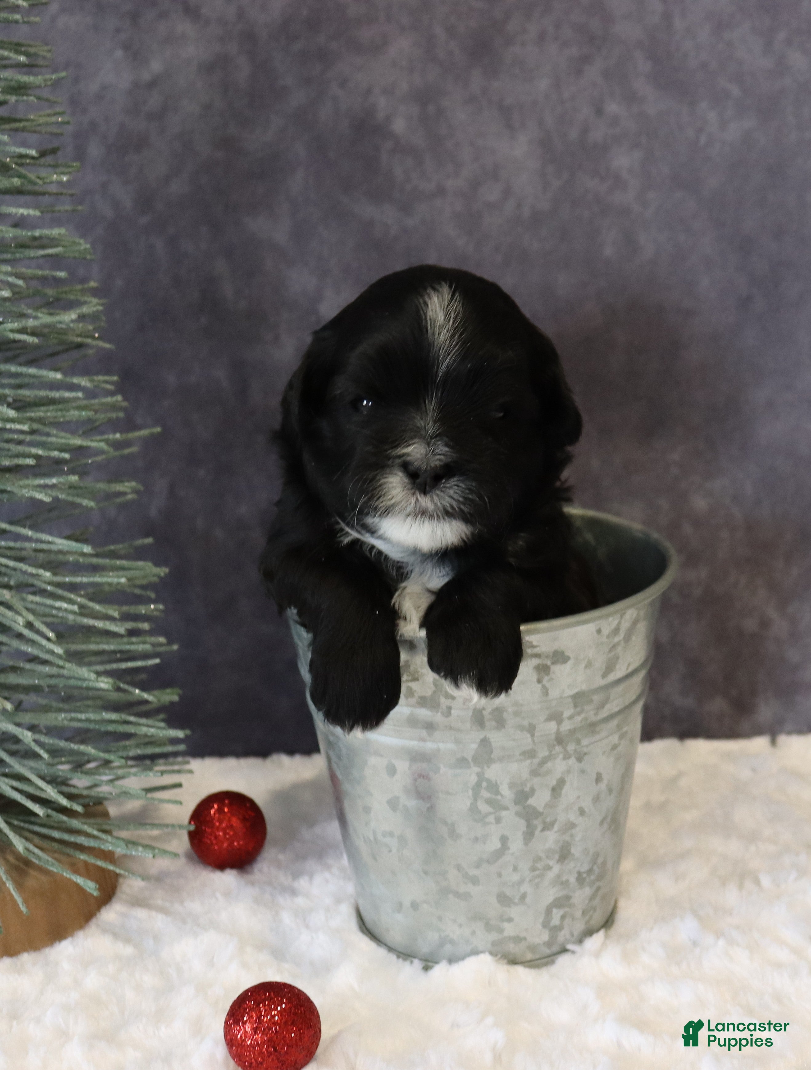 Shihpoo dogs Pepper - Ad 19