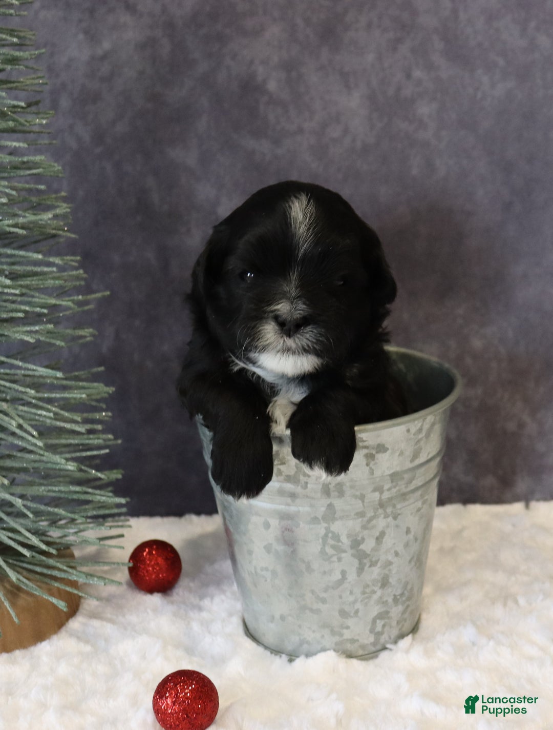 Shihpoo dogs for sale: Pepper - Ad 1