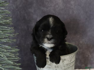 Shihpoo dogs Pepper - Ad 19