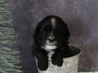 Shihpoo dogs Pepper - Ad 37