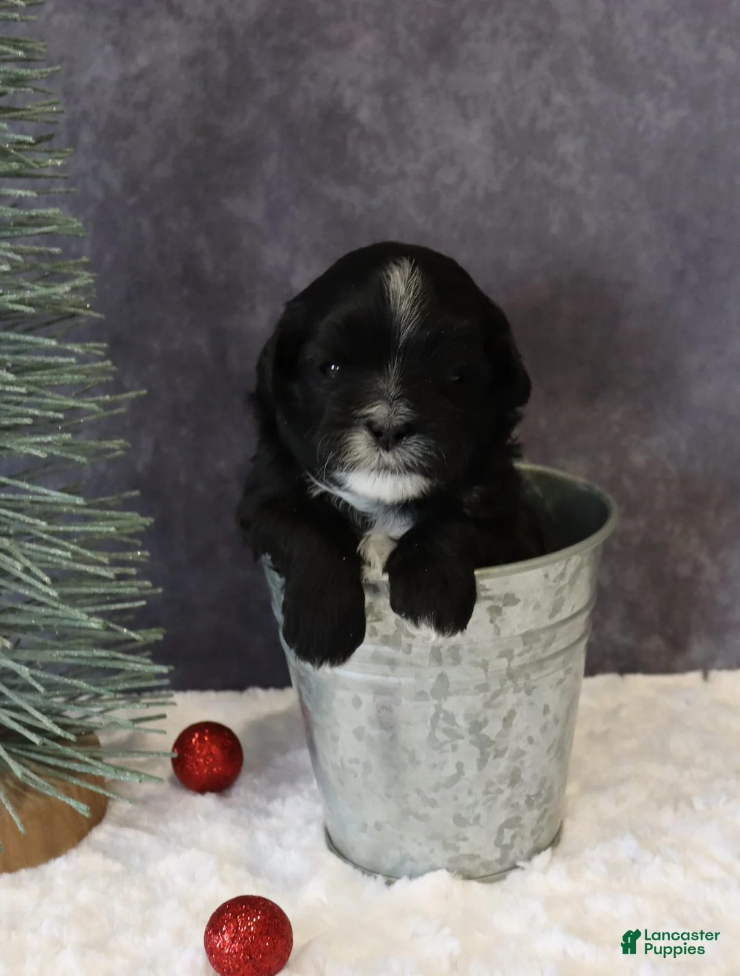 Shihpoo dogs for sale: Pepper - Ad 1