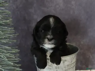 Shihpoo dogs Pepper - Ad 40