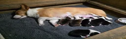 Welsh Corgi Pembroke dogs for sale: Welsh Corgi Pembroke 4 - Ad 4
