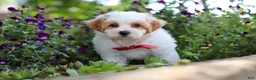 Maltipoo dogs for sale: Joey - Ad 6