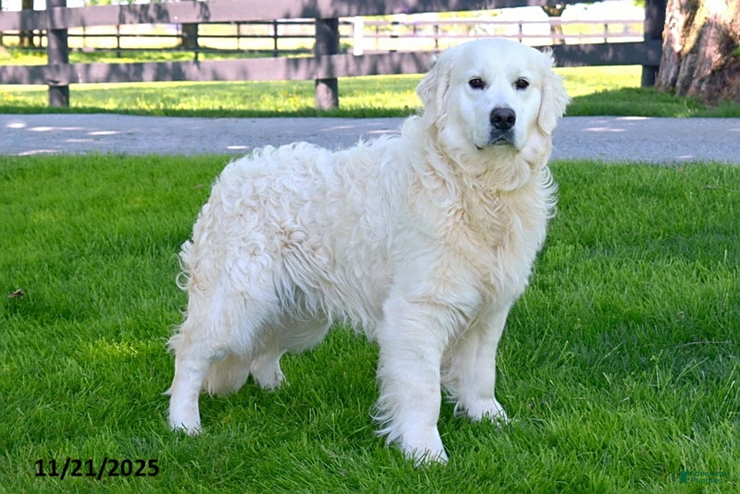 Golden Retriever dogs for sale: Emily - Ad 11