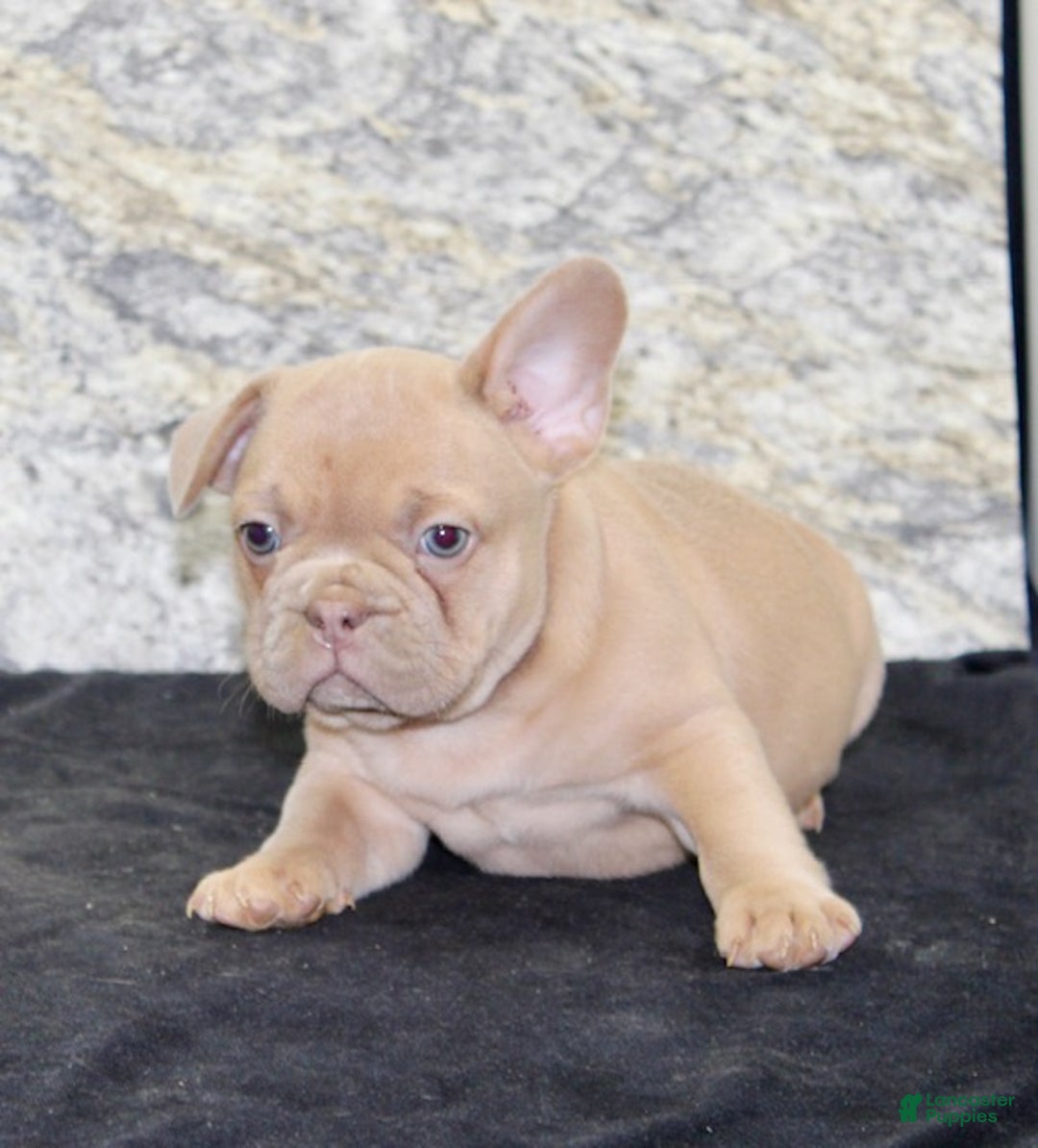 French Bulldog dogs for sale: Dustin - Ad 5