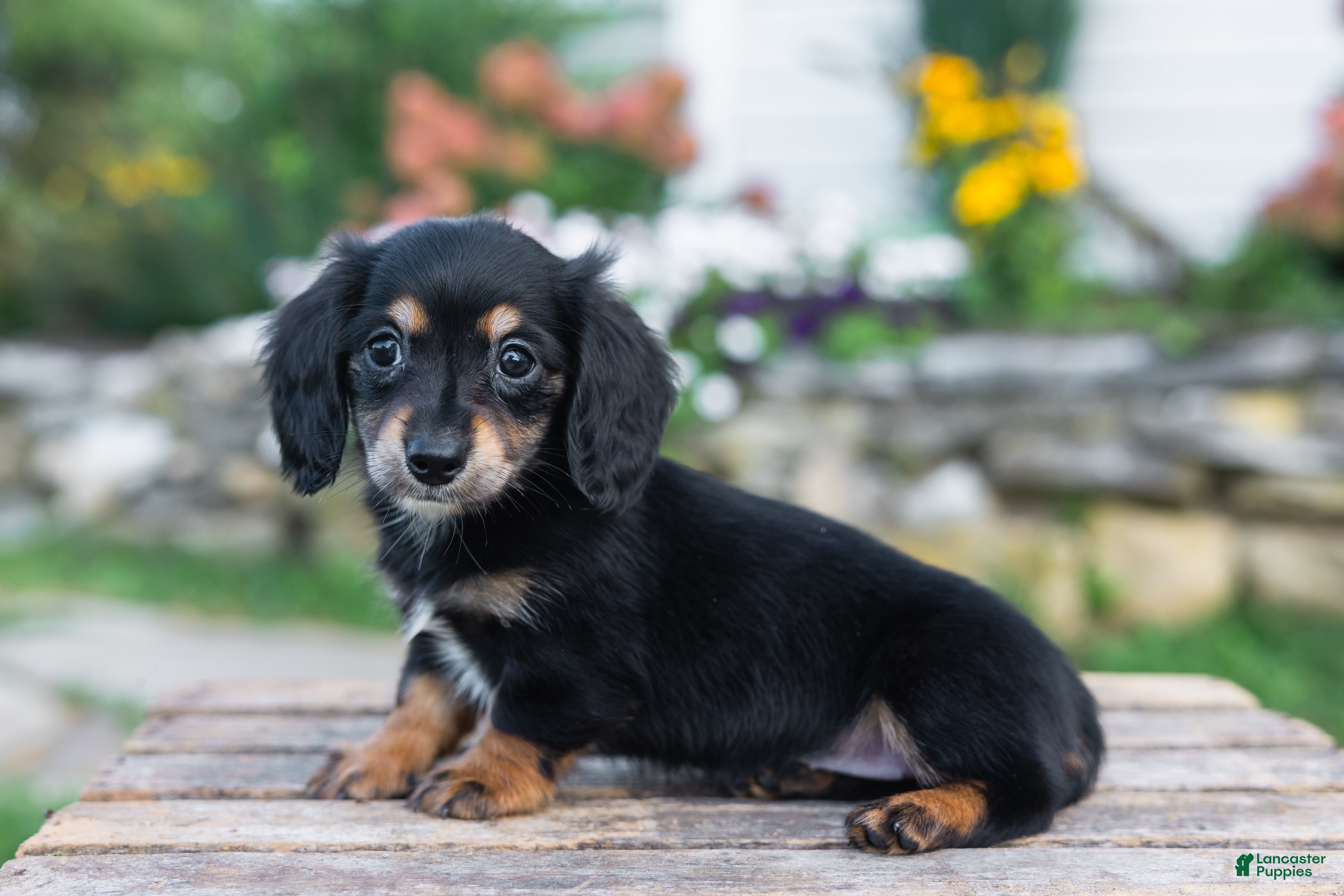 Miniature Dachshund dogs Lulu - Ad 2