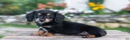 Miniature Dachshund dogs for sale: Lulu - Ad 2