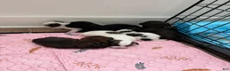 Shorkie dogs for sale: Shorkie 2 - Ad 5