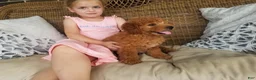 Mini Goldendoodle dogs for sale: Ginger - Ad 6