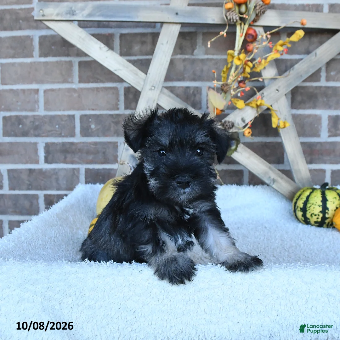 Miniature Schnauzer dogs for sale: Austin - Ad 1