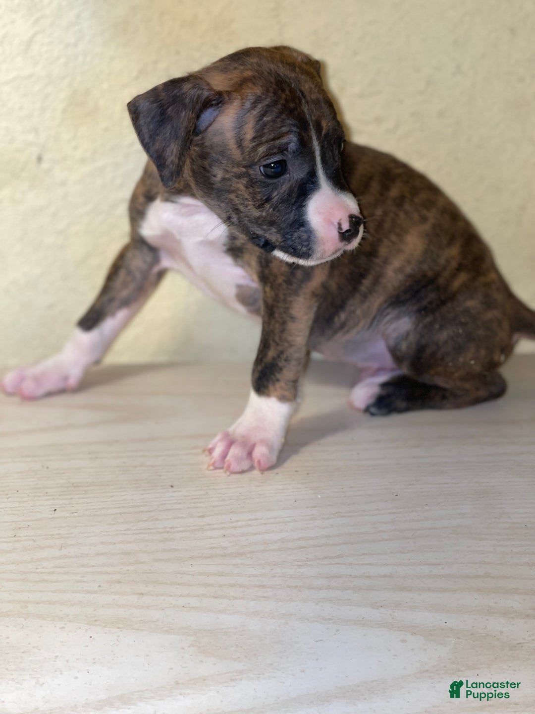 American Pit Bull Terrier dogs for sale: American Pit Bull Terrier Puppy 9 - Ad 6