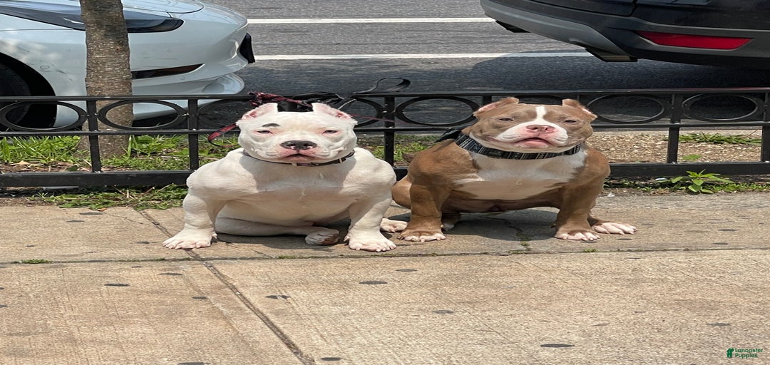 Gallery Image {{count}}