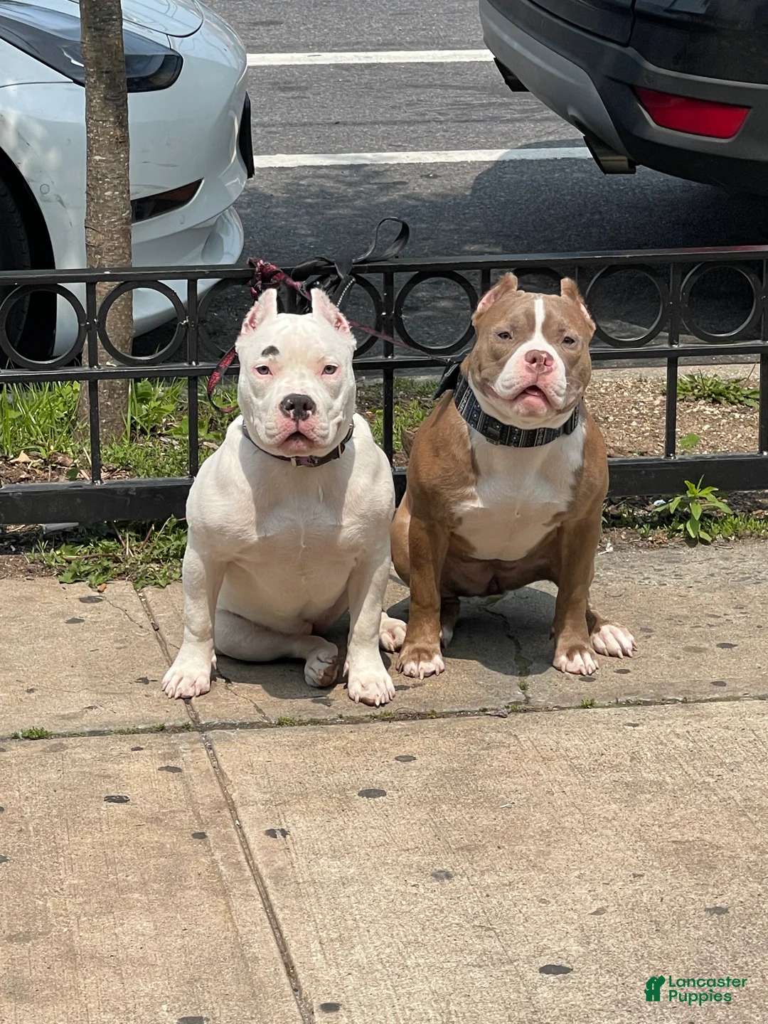 Gallery Image {{count}}