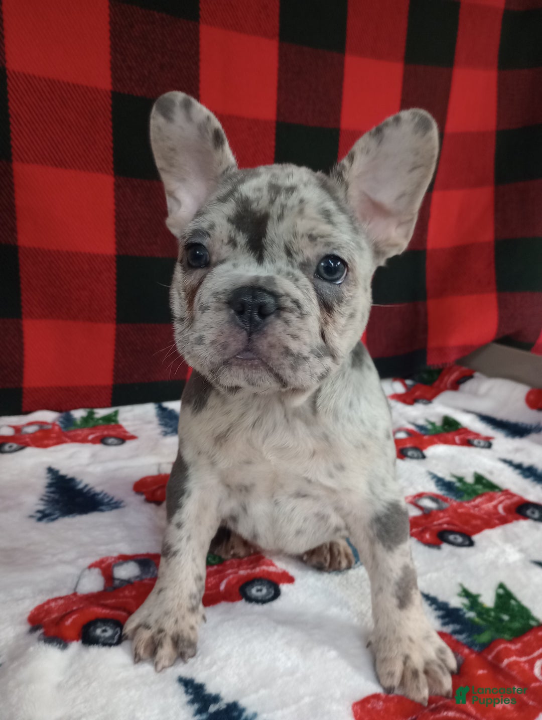 French Bulldog dogs for sale: Iyla  - Ad 4