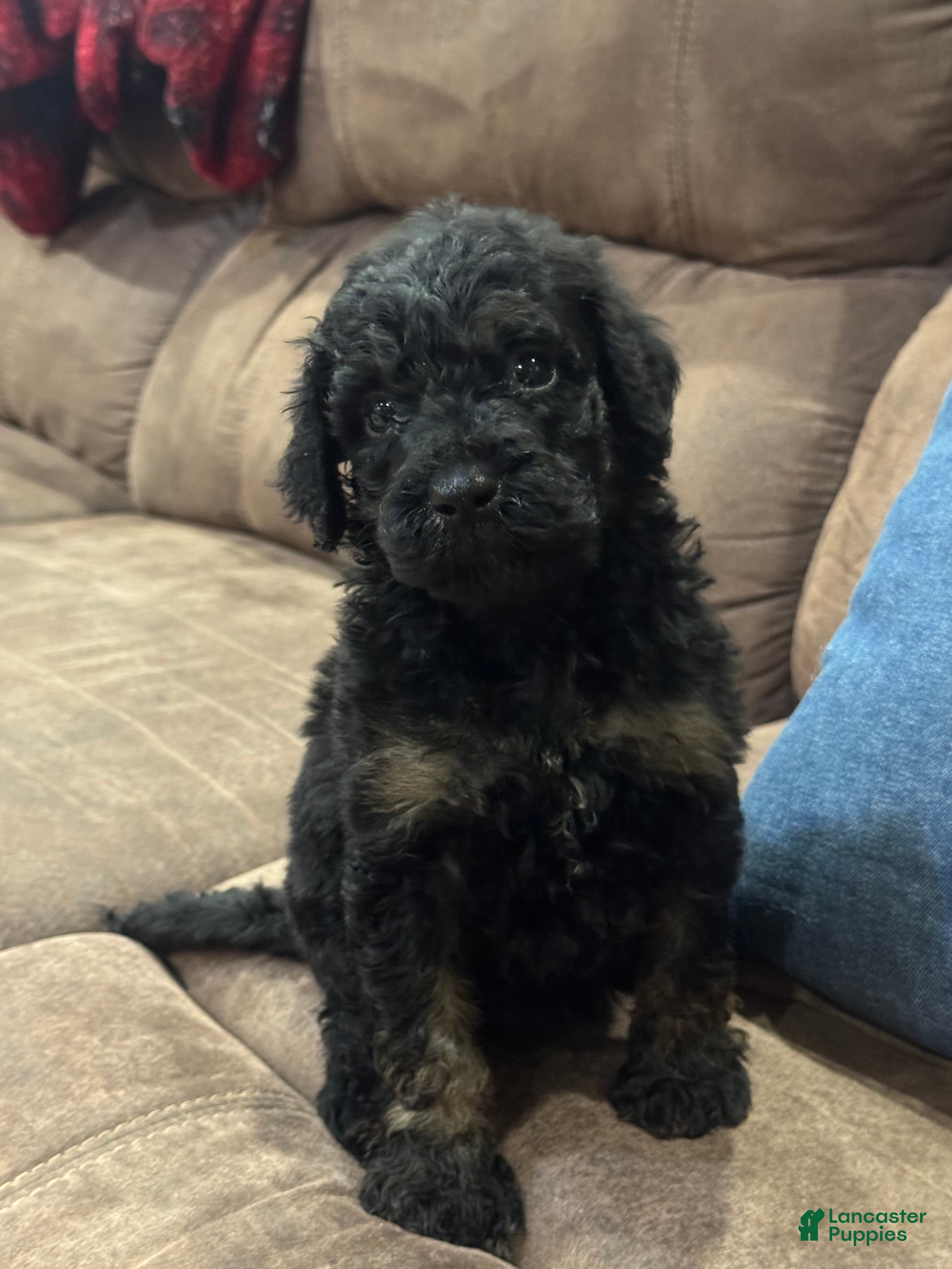 Standard Poodle dogs Salem - Ad 1