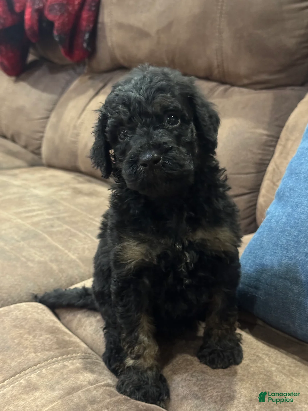 Standard Poodle dogs for sale: Salem - Ad 1
