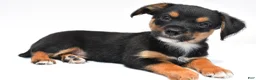 Mixed Breed dogs for sale: Keith - Ad 7