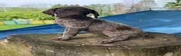 German Shorthaired Pointer dogs for sale: Gloria - Ad 1