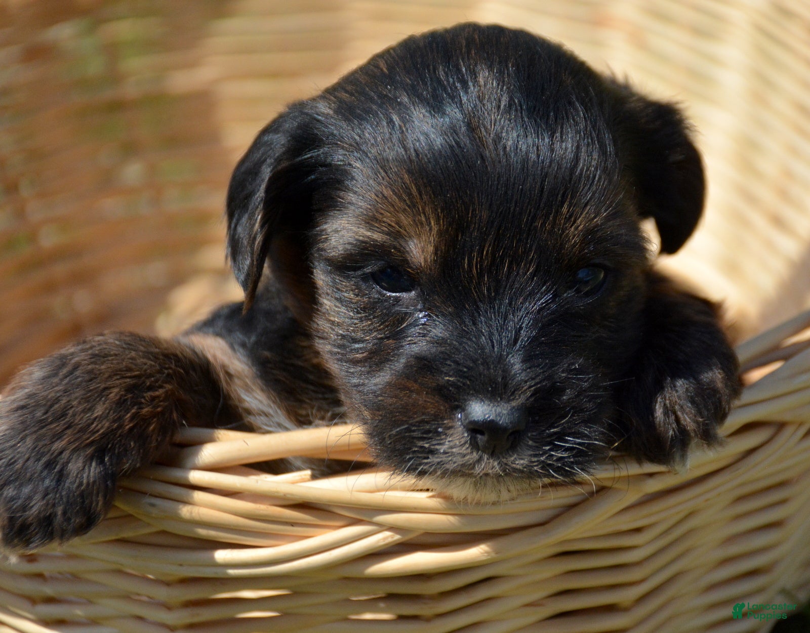 Yorkiepoo dogs Yorkiepoo Percy - Ad 22