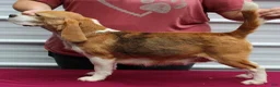 Beagle dogs for sale: Emmitt - Ad 4