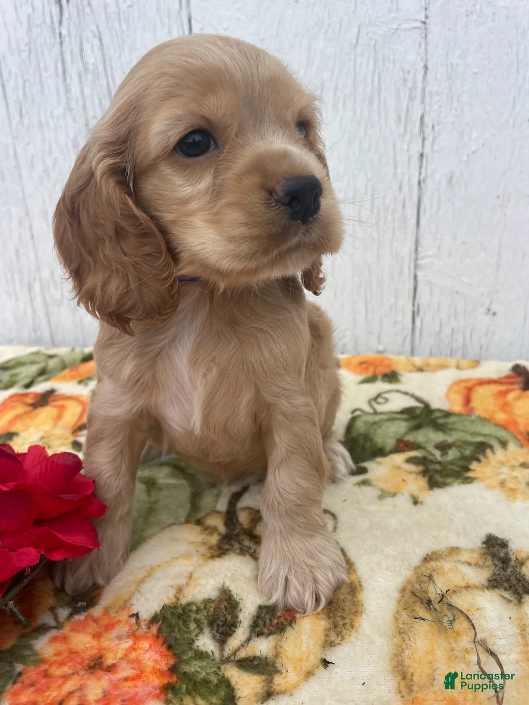 Cocker Spaniel dogs for sale: Izzy - Ad 2