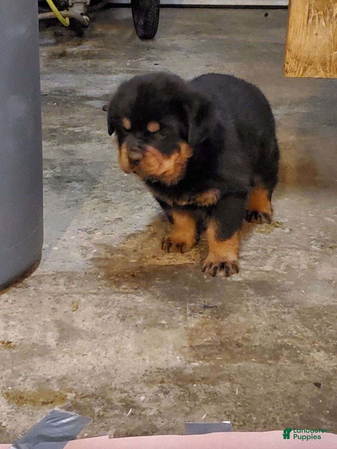 Gallery Image {{count}}