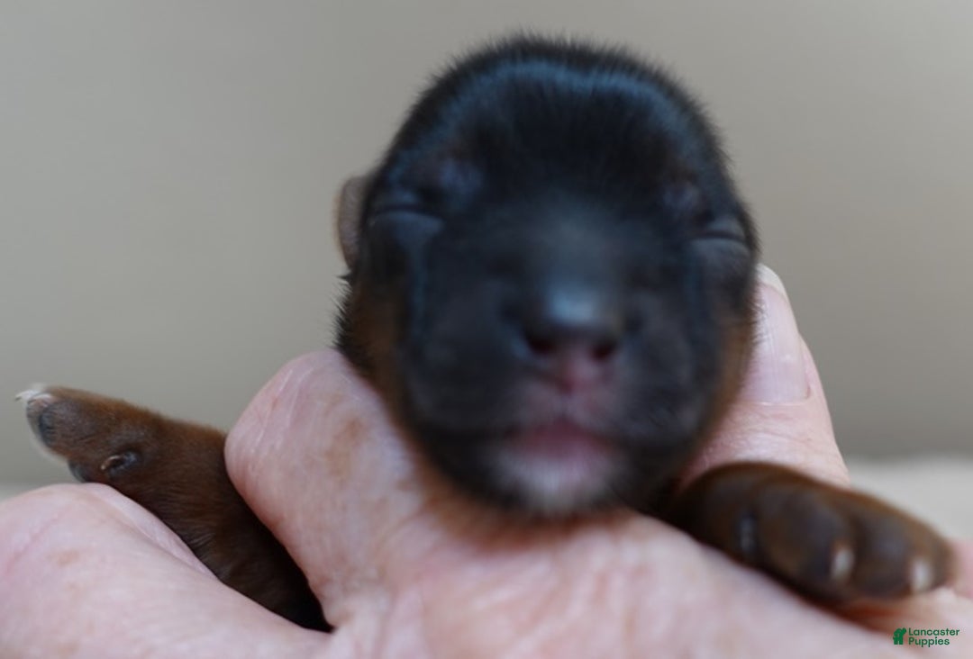 Yorkshire Terrier dogs for sale: Taj  - Ad 7