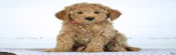 Mini Goldendoodle dogs for sale: Olive - Ad 2