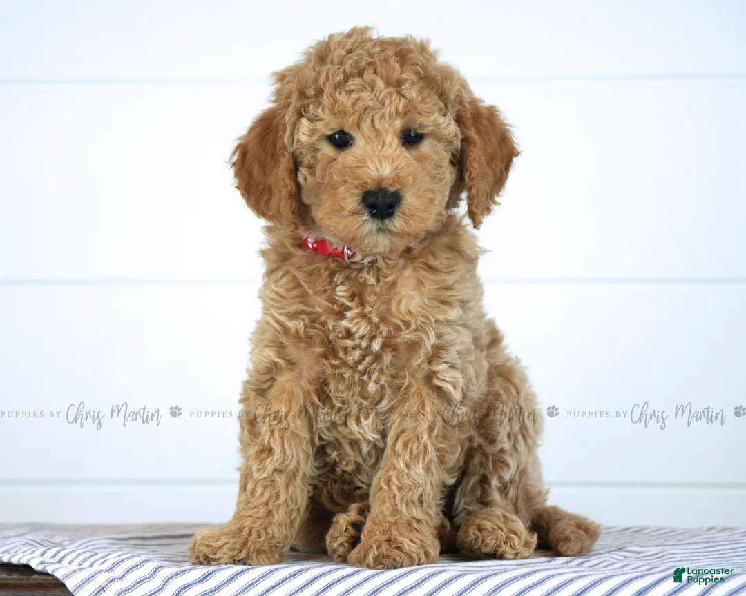 Mini Goldendoodle dogs for sale: Olive - Ad 2