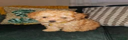 Toy Poodle dogs for sale: Honey- Potty Trained 5lbs Full GROWN - Ad 12