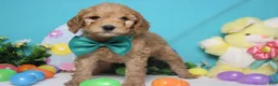 Goldendoodle dogs for sale: Crush  - Ad 1