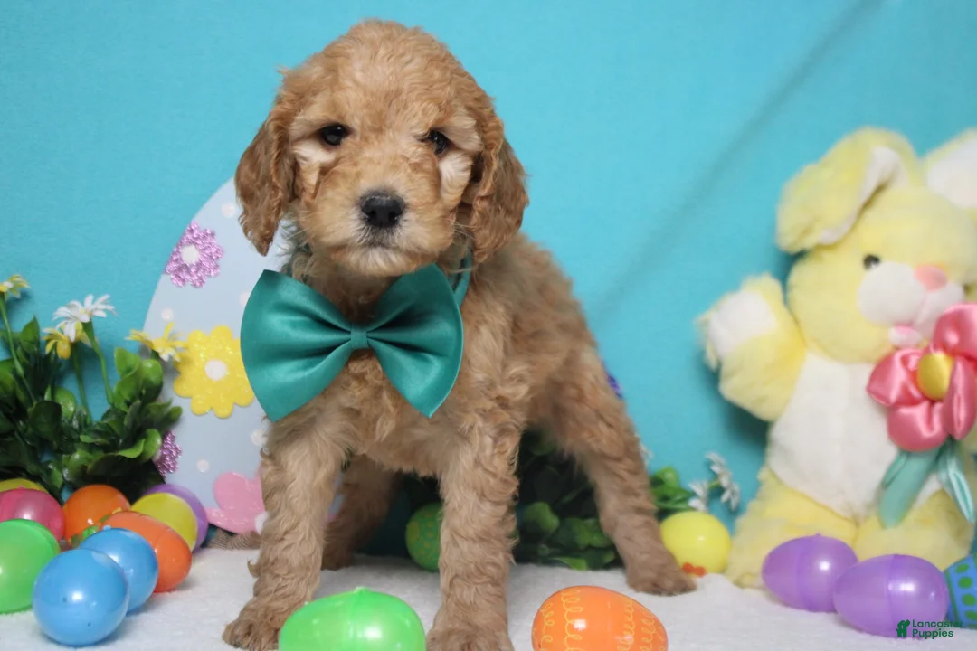 Goldendoodle dogs for sale: Crush  - Ad 1