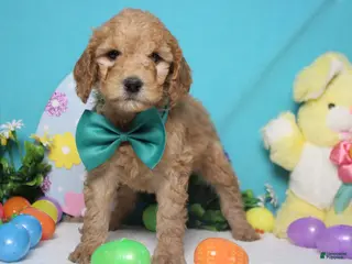 Goldendoodle dogs Crush - Ad 25